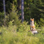 Red fox (Vulpes vulpes)