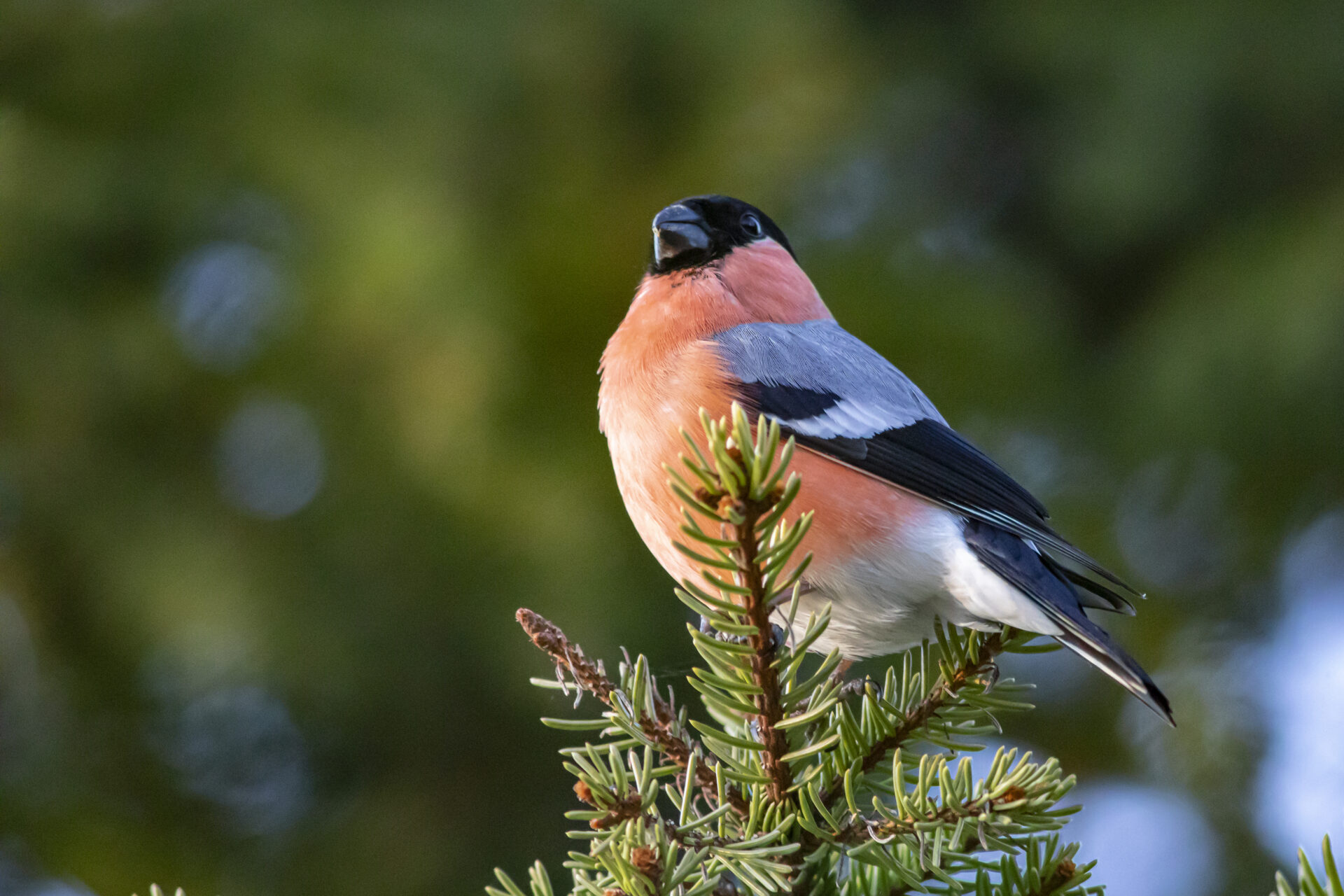 Eurasian bullfinch (Pyrrhula pyrrhula)