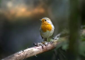 European robin (Erithacus rubecula)