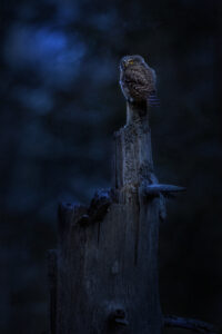 Eurasian pygmy owl (Glaucidium passerinum)