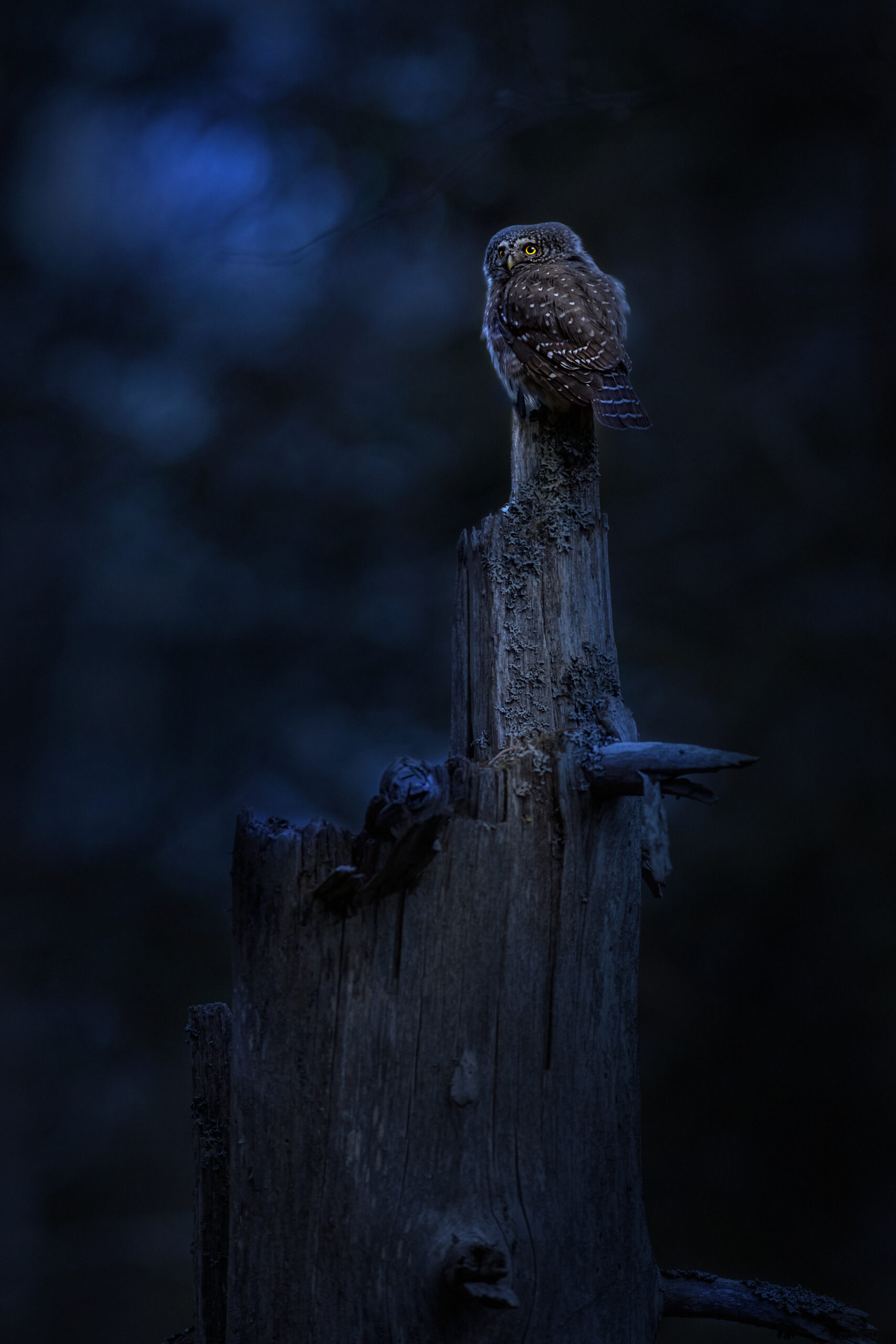 Eurasian pygmy owl (Glaucidium passerinum)