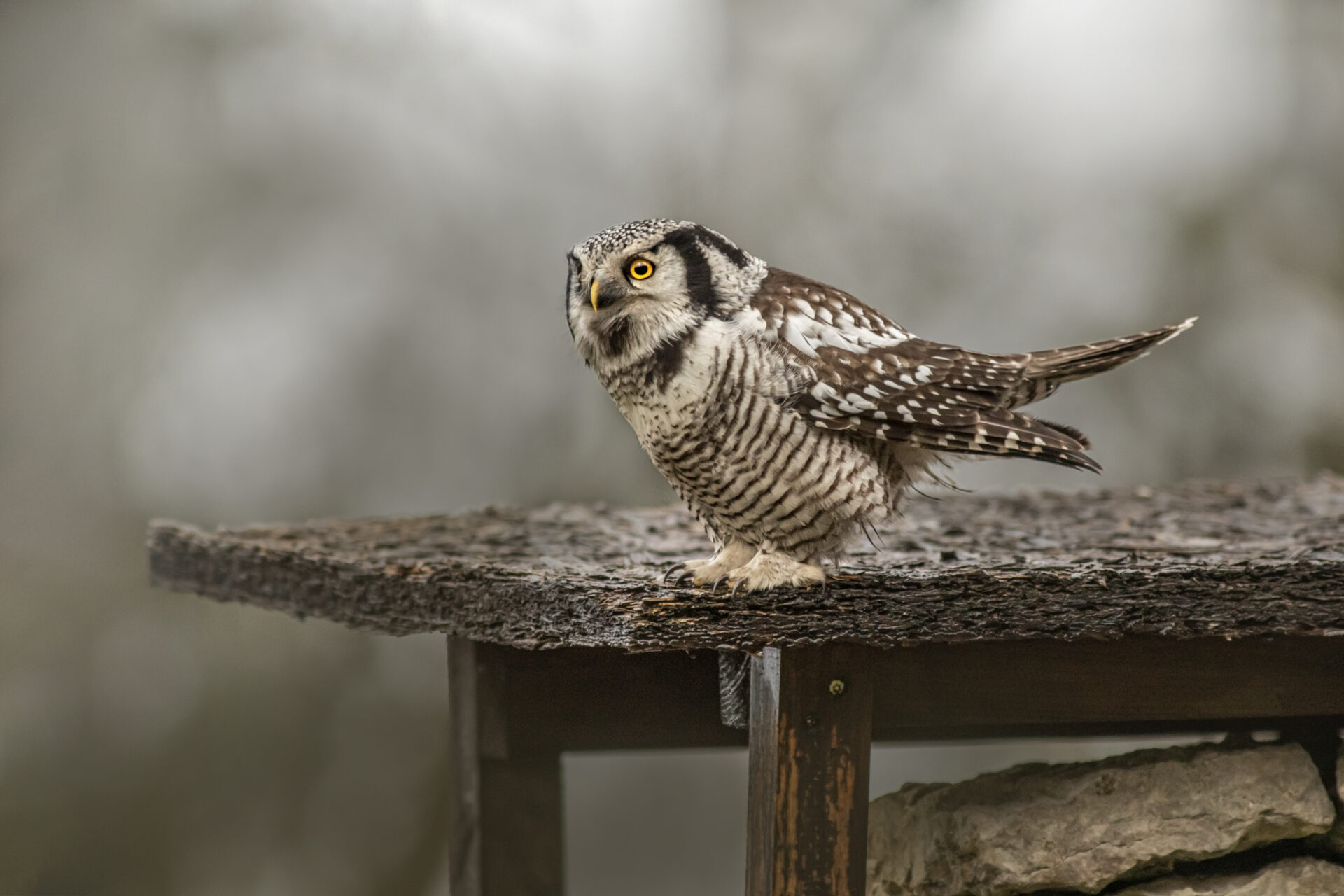 Northern Hawk-owl (Surnia ulula)