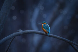 Common kingfisher (Alcedo atthis)