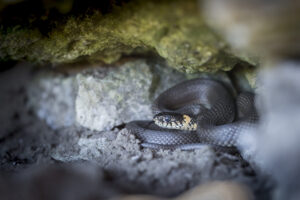Grass snake (Natrix natrix)