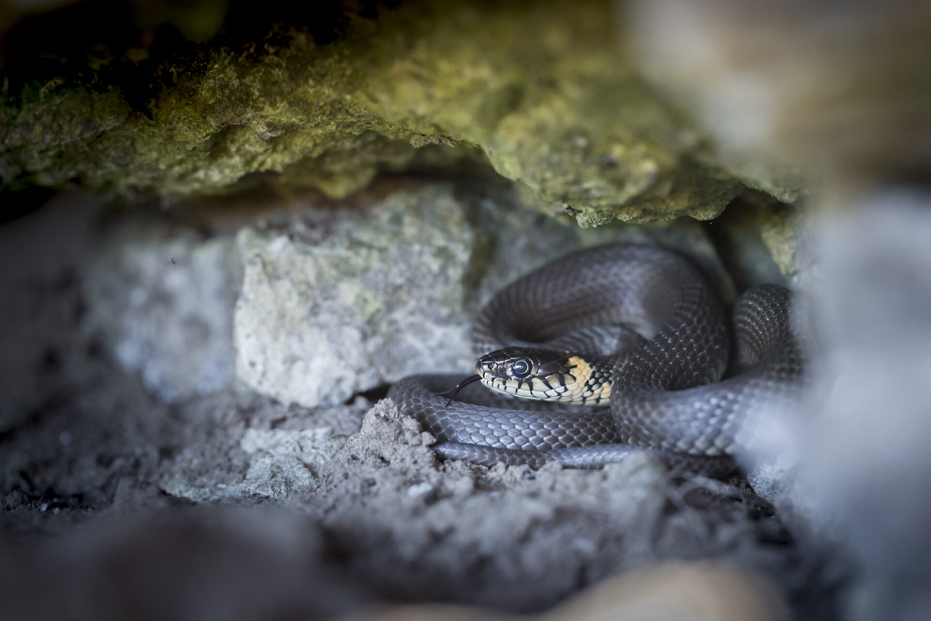 Grass snake (Natrix natrix)