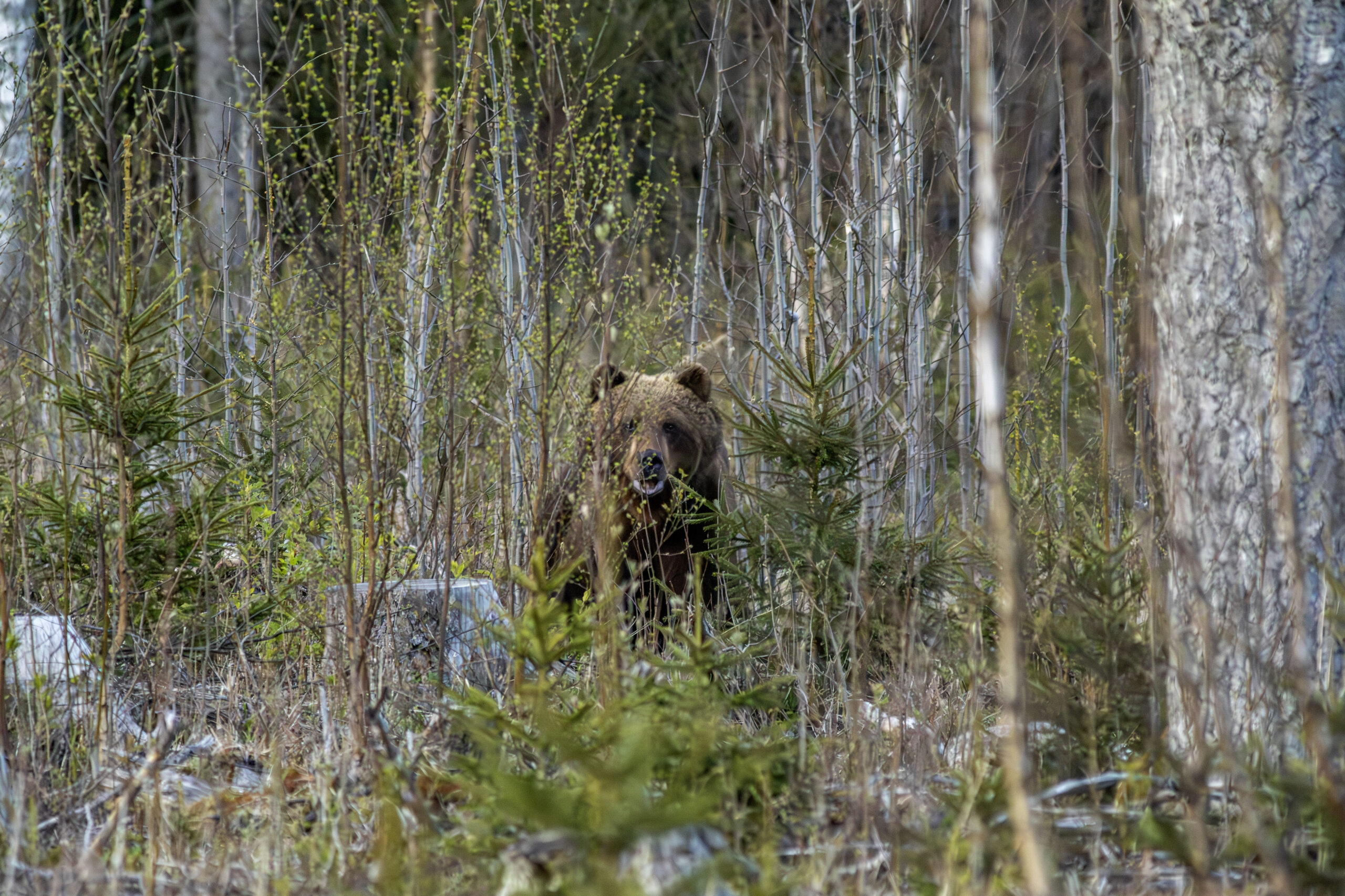 Brown bear (Ursus arctos)