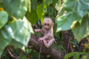 Stump-tailed Macaque (Macaca arctoides)