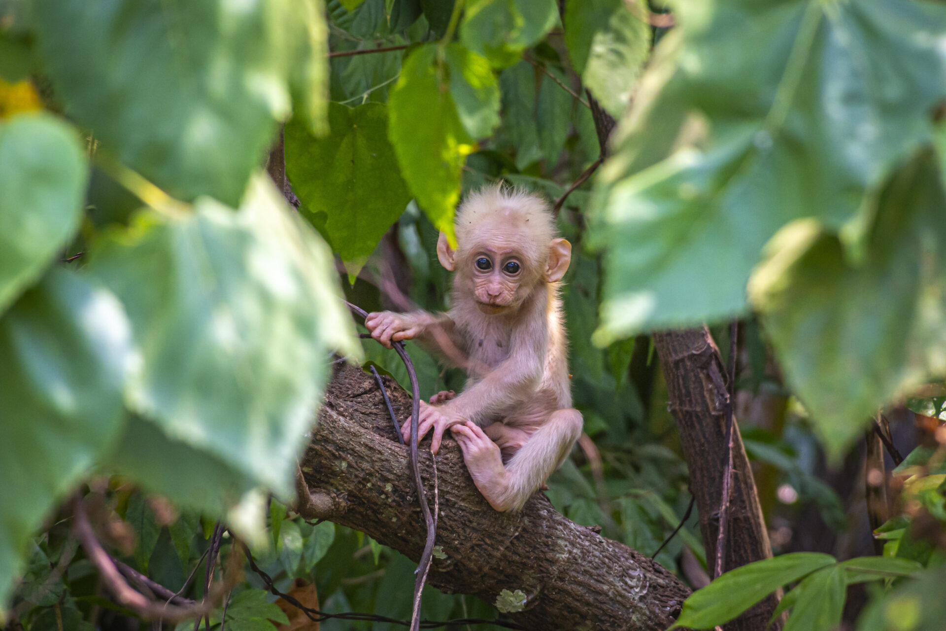 Stump-tailed Macaque (Macaca arctoides)