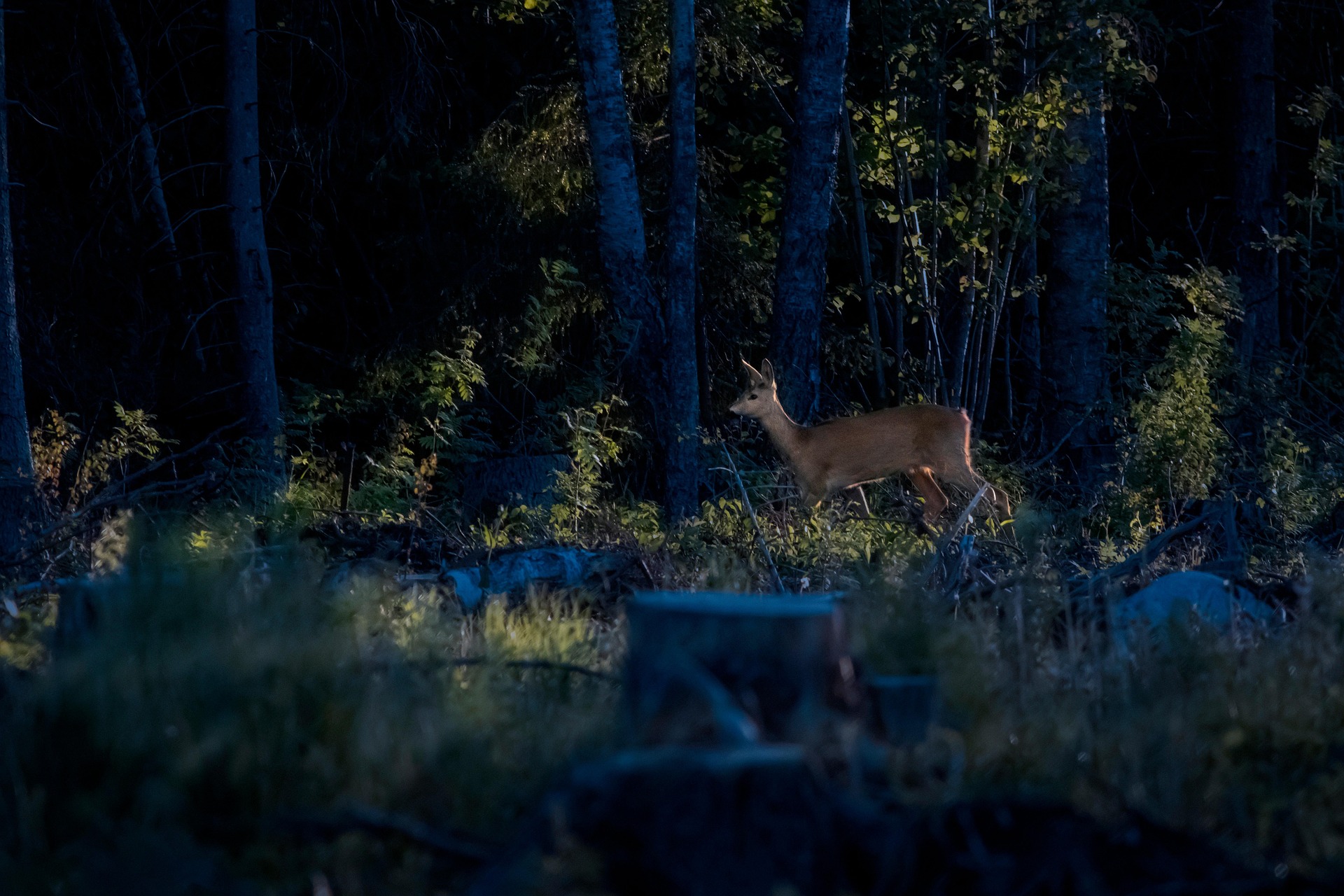 European roe deer (Capreolus capreolus)