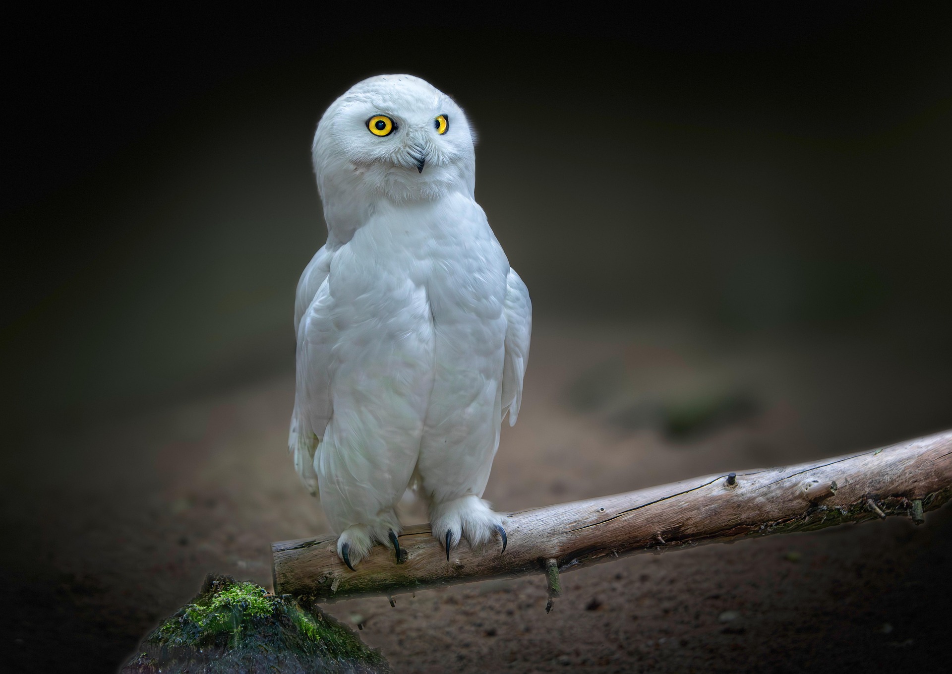Snowy owl (Bubo scandiacus)