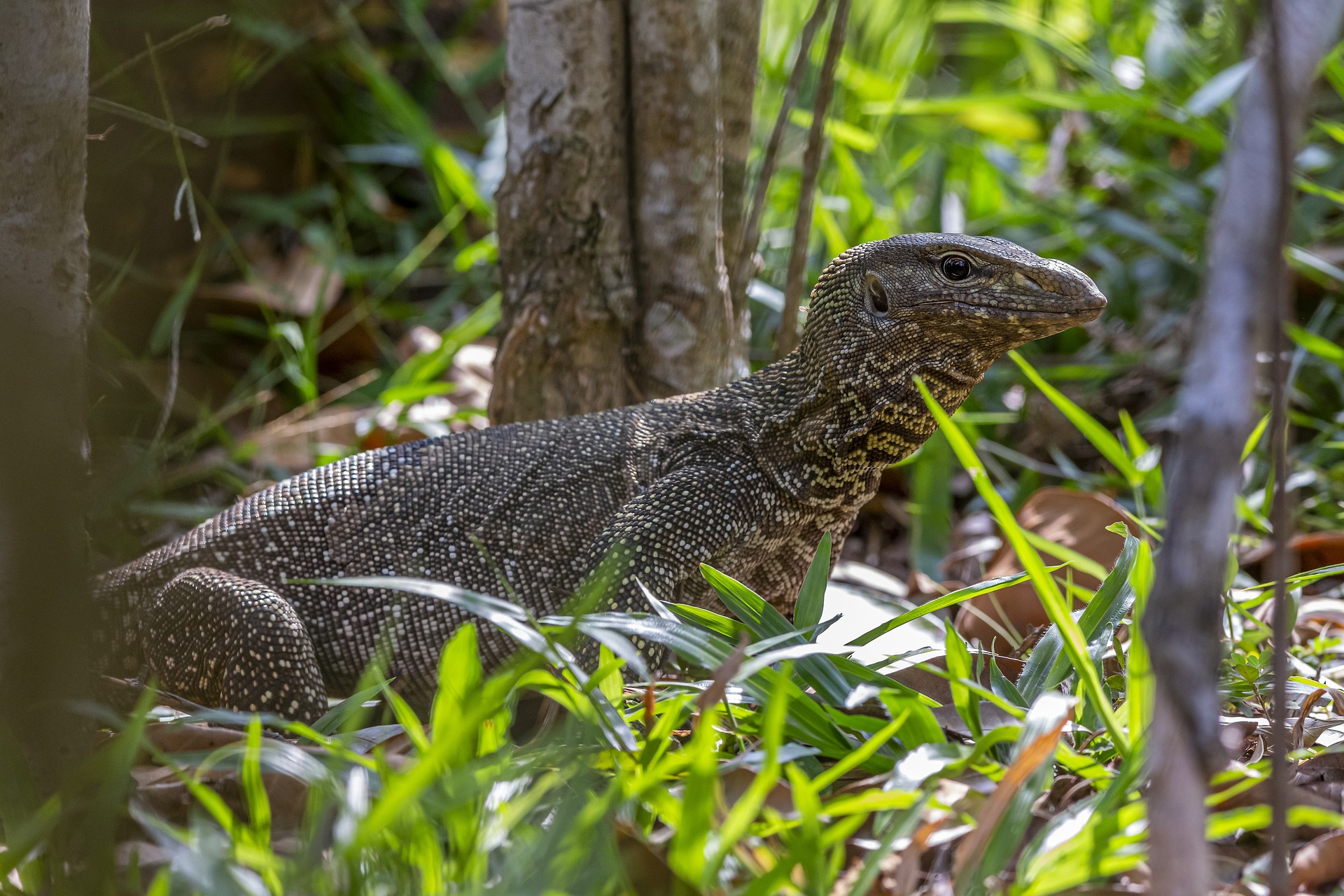 Asian Water Monitor (Varanus salvator)