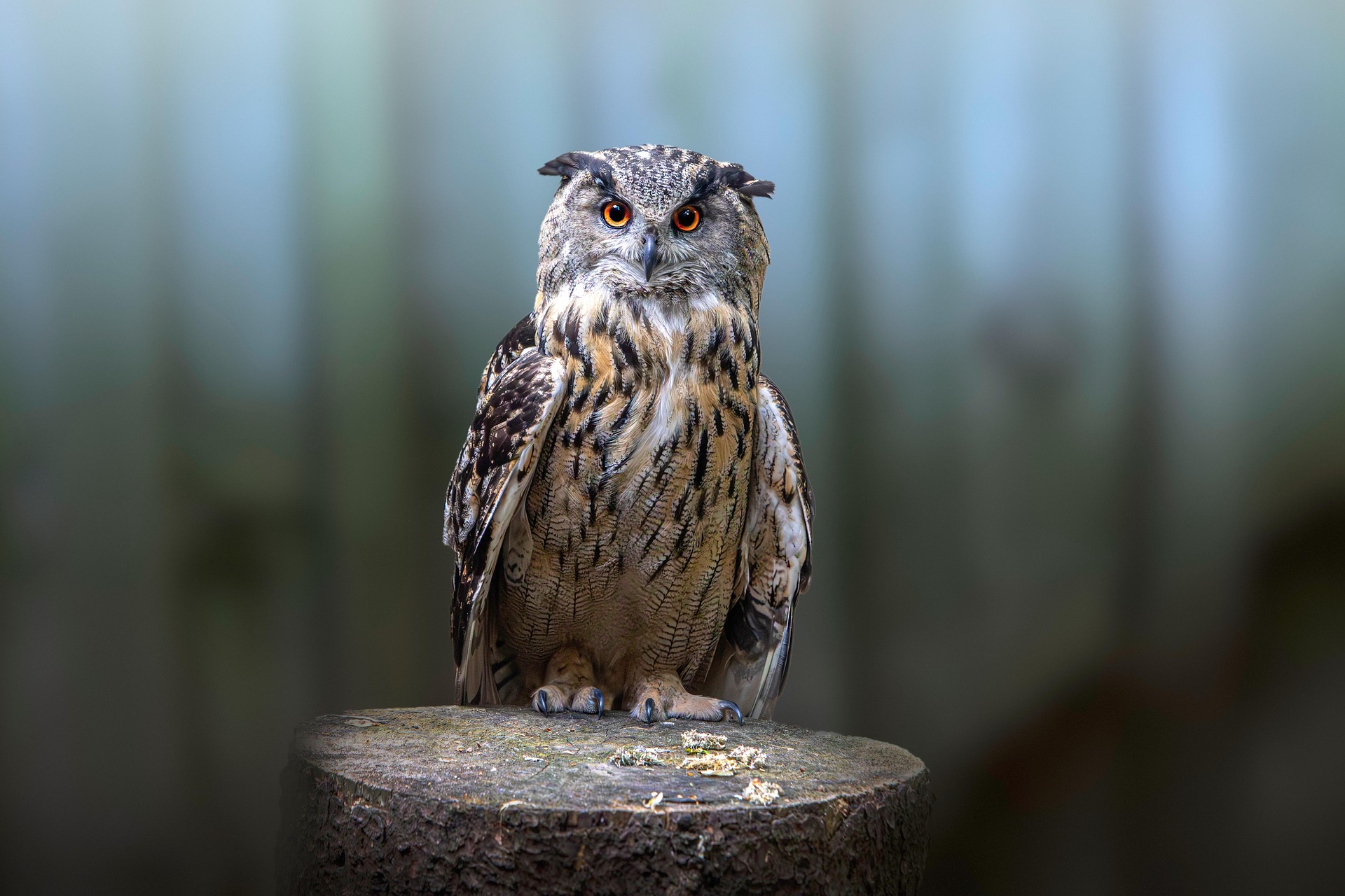 Eurasian eagle-owl (Bubo bubo)