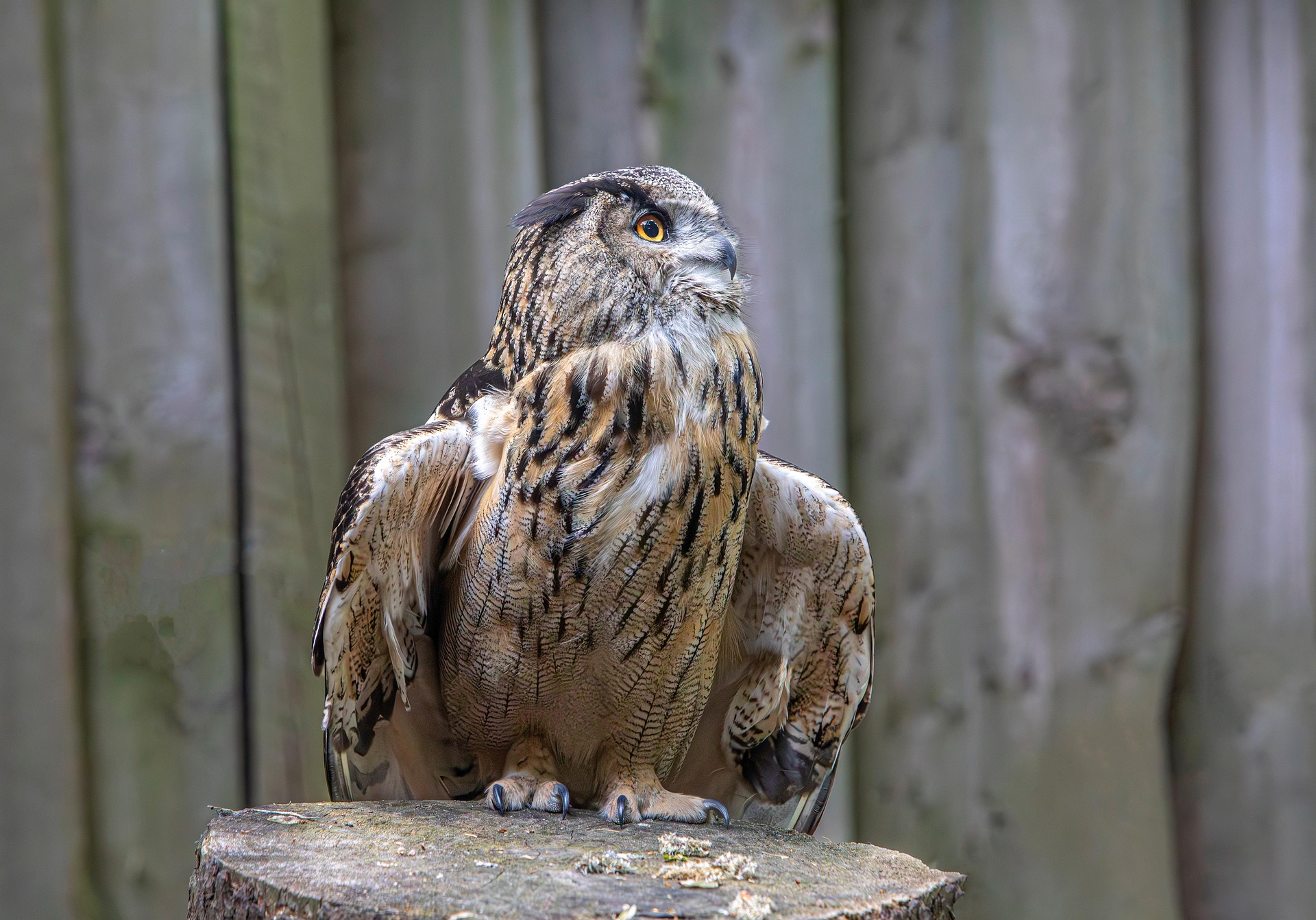 Eurasian eagle-owl (Bubo bubo)