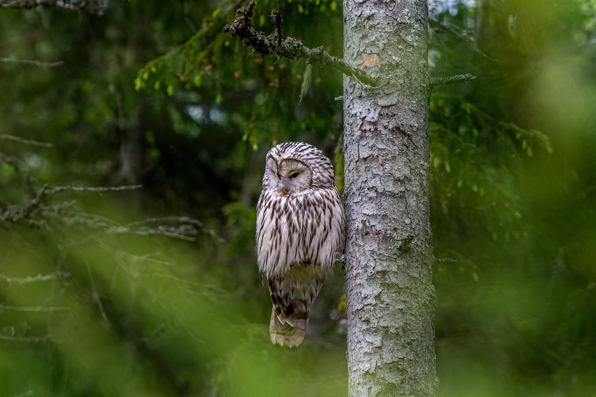 Ural owl (Strix uralensis)v