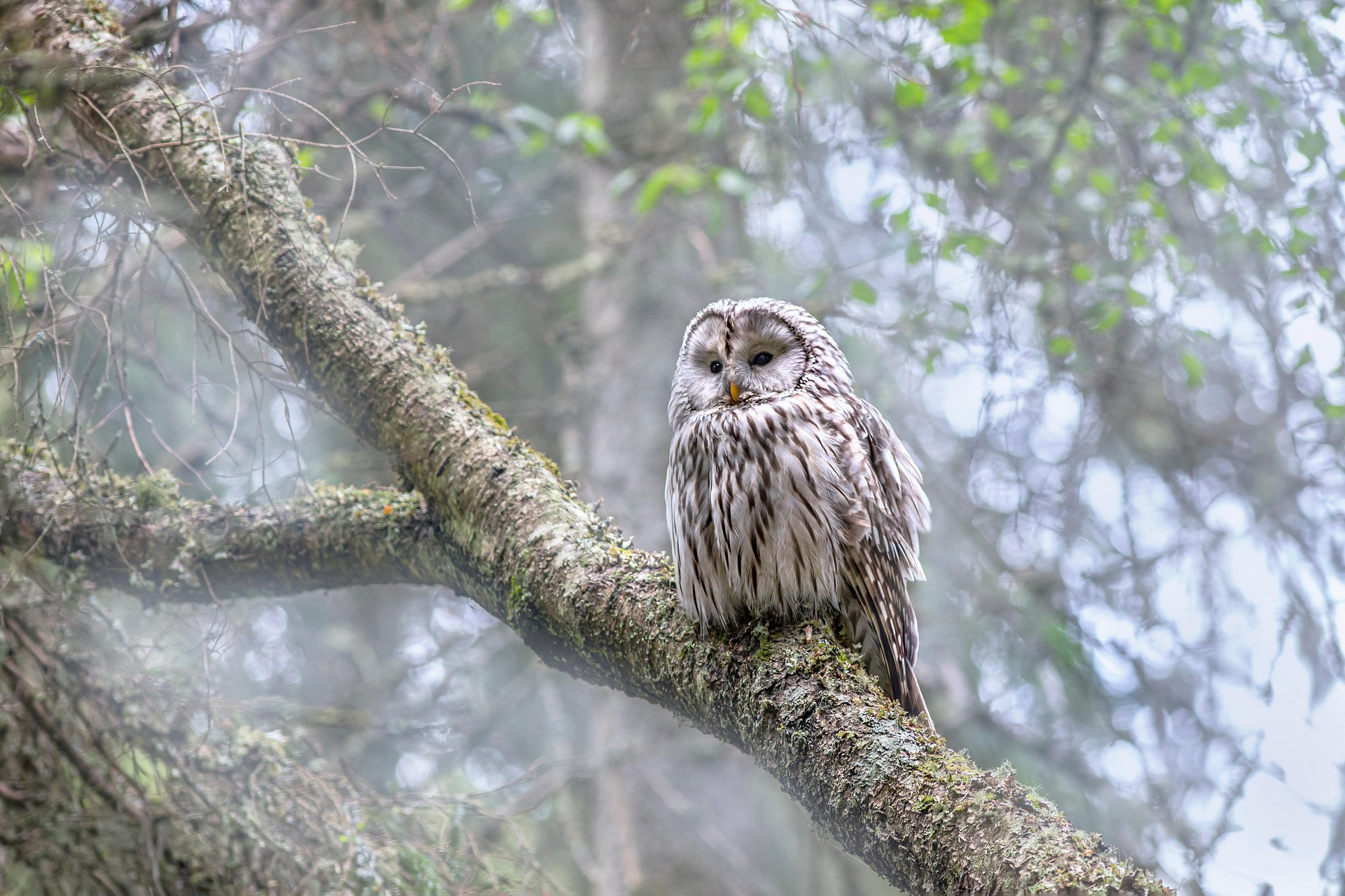 Ural owl (Strix uralensis)