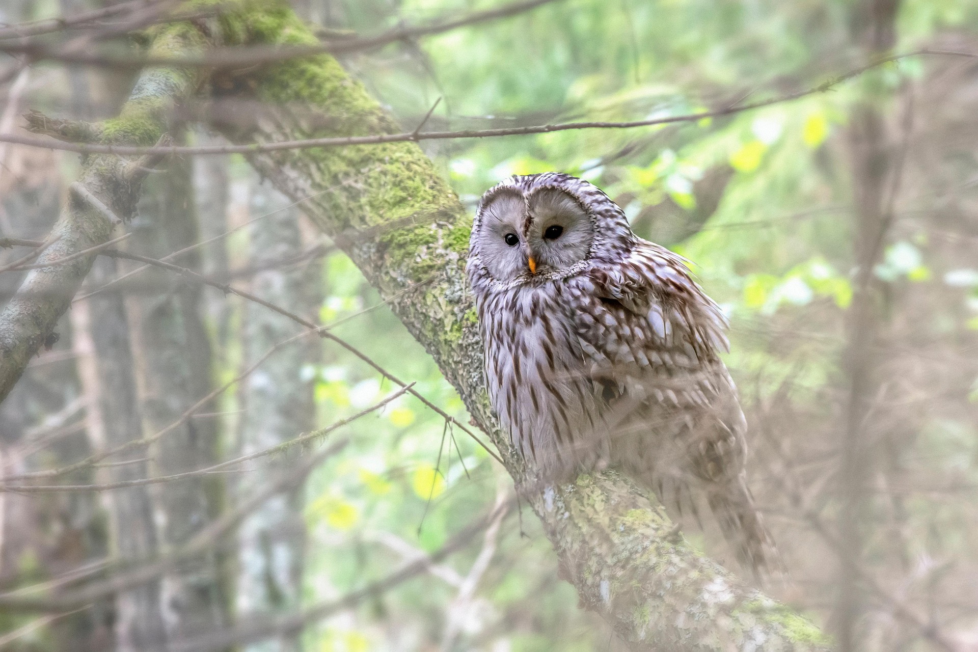 Ural owl (Strix uralensis)