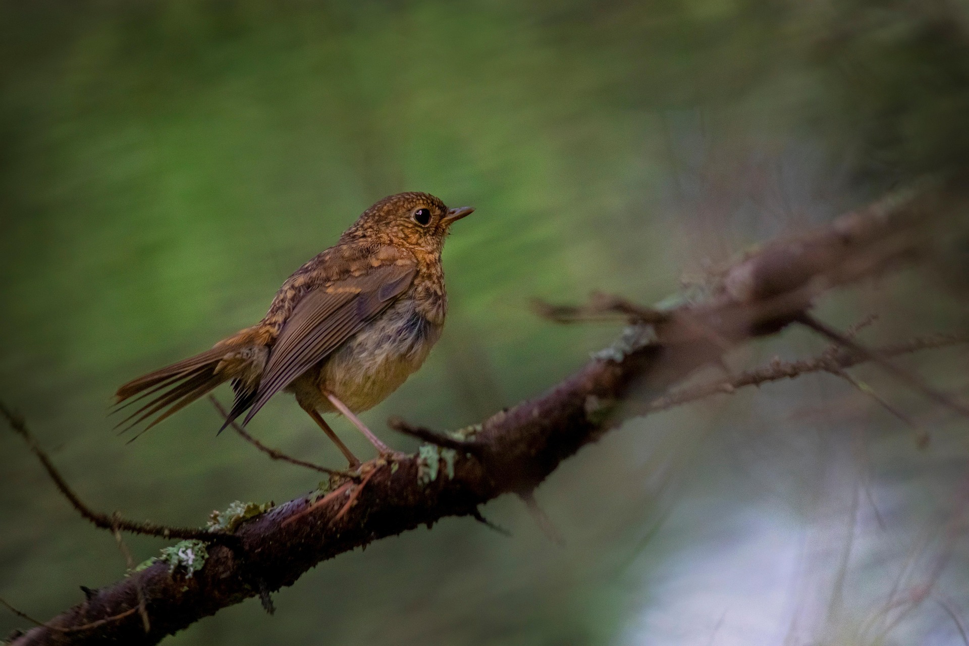 European robin (Erithacus rubecula)