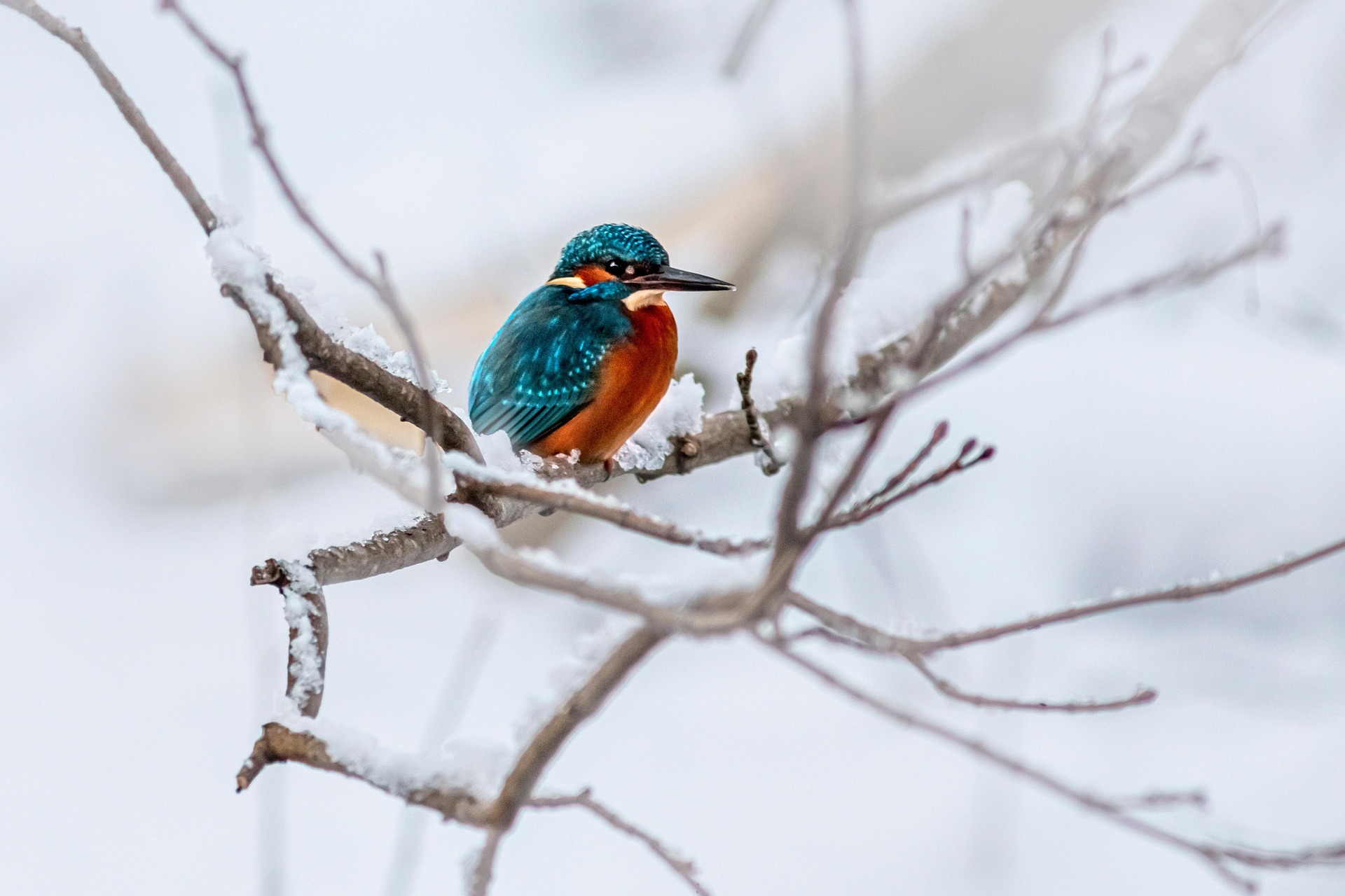 Common kingfisher (Alcedo atthis)