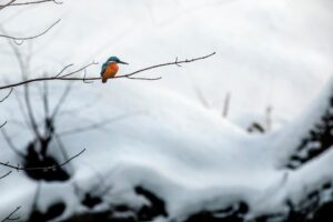 Common kingfisher (Alcedo atthis)