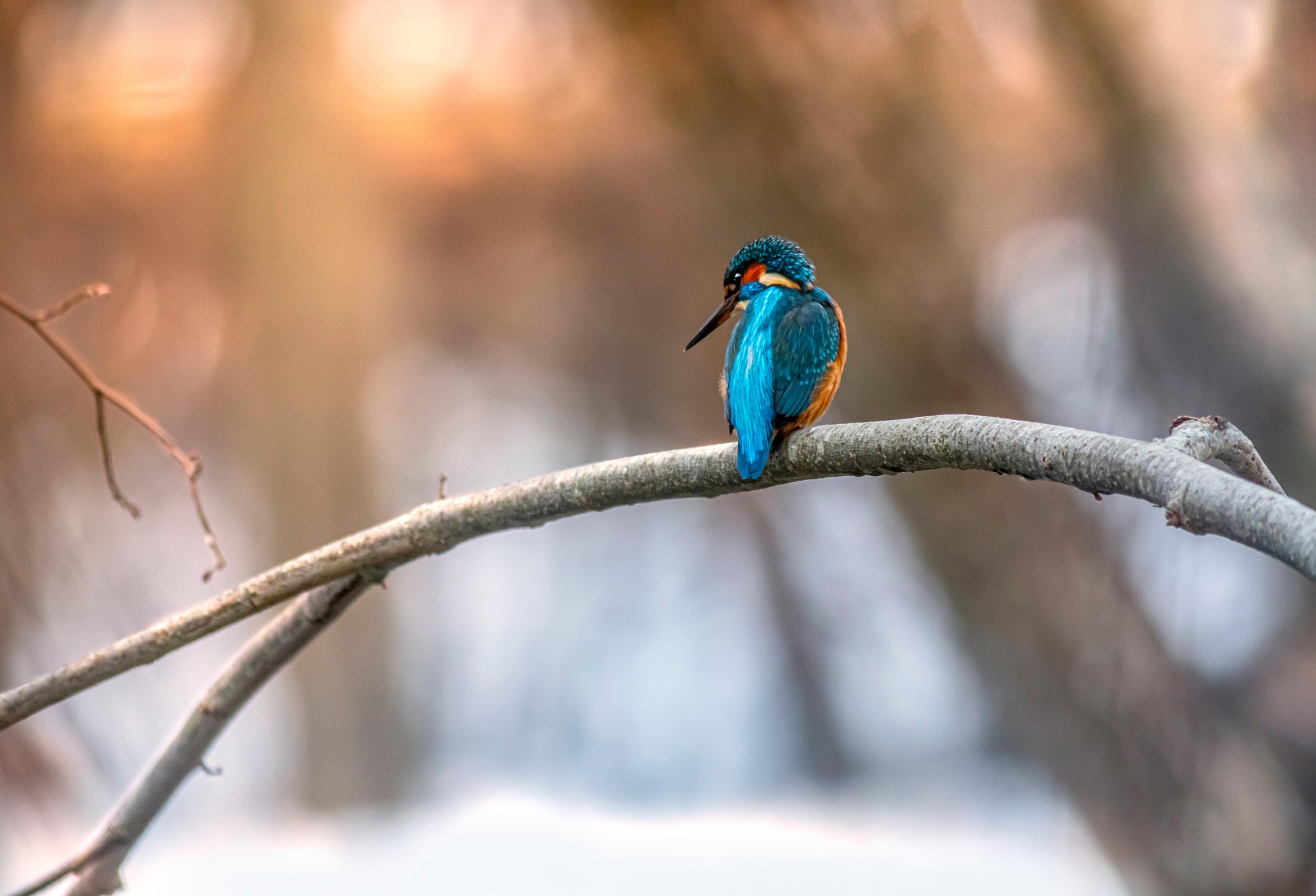 Common kingfisher (Alcedo atthis)