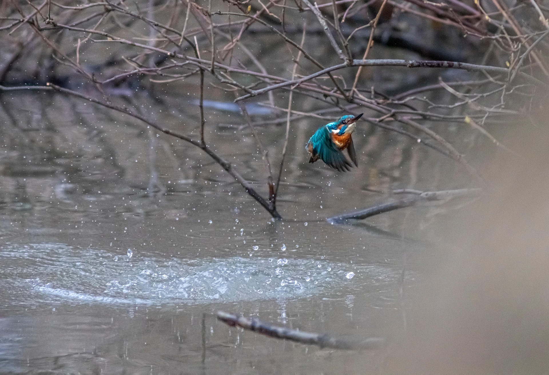 Common kingfisher (Alcedo atthis)