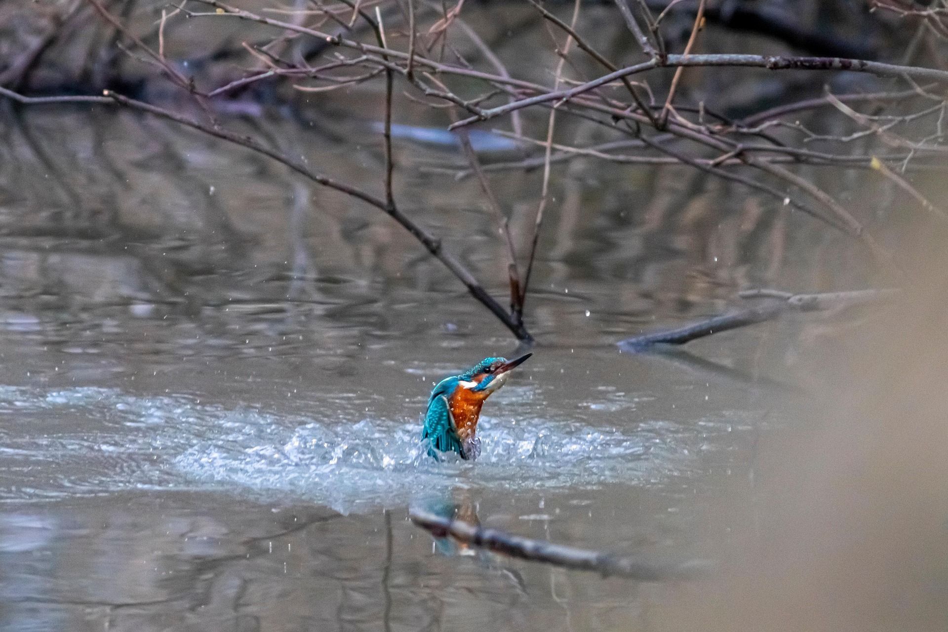 Common kingfisher (Alcedo atthis)