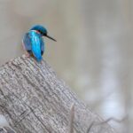 Common kingfisher (Alcedo atthis)