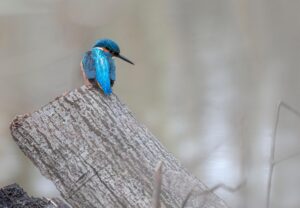 Common kingfisher (Alcedo atthis)