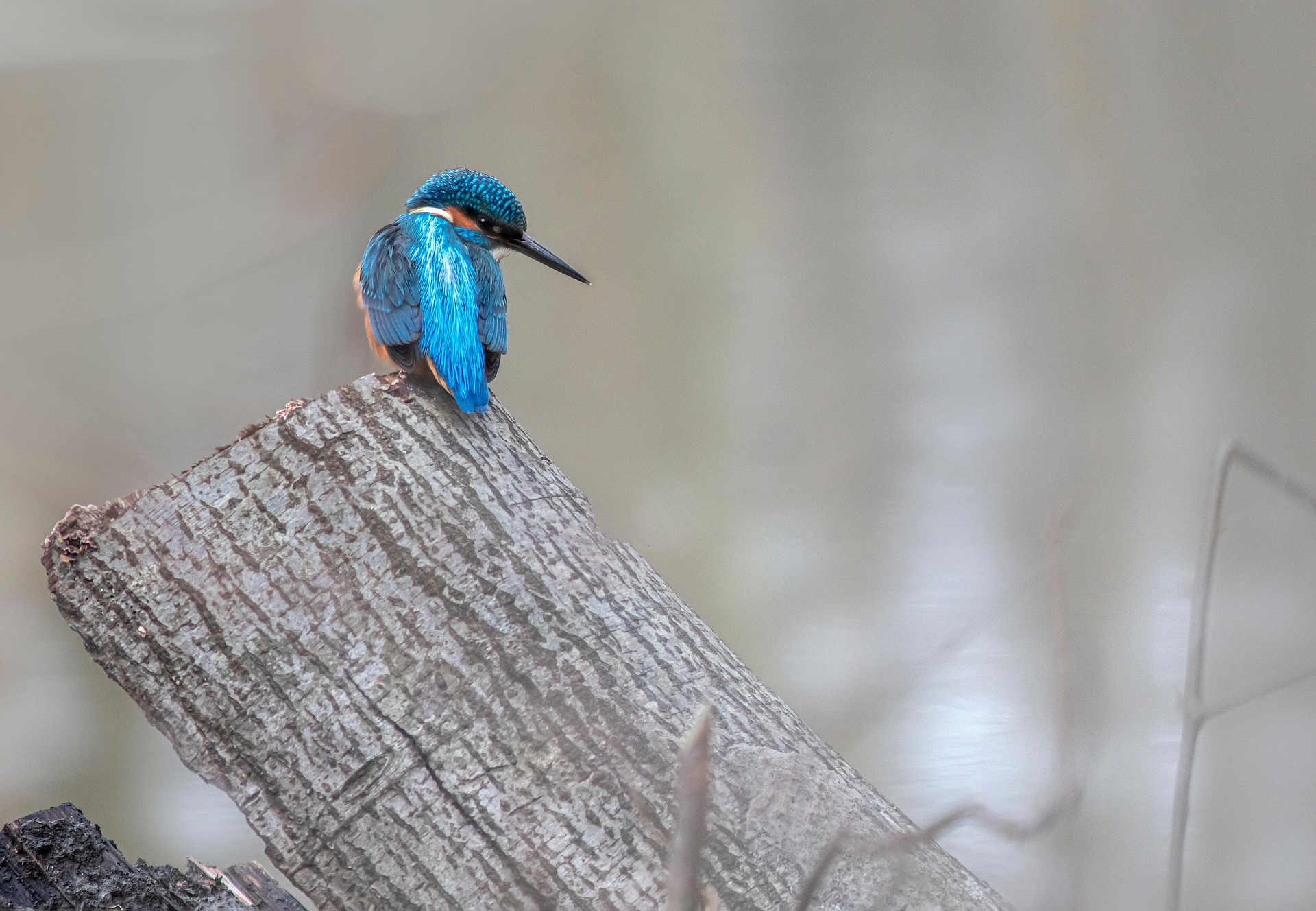 Common kingfisher (Alcedo atthis)