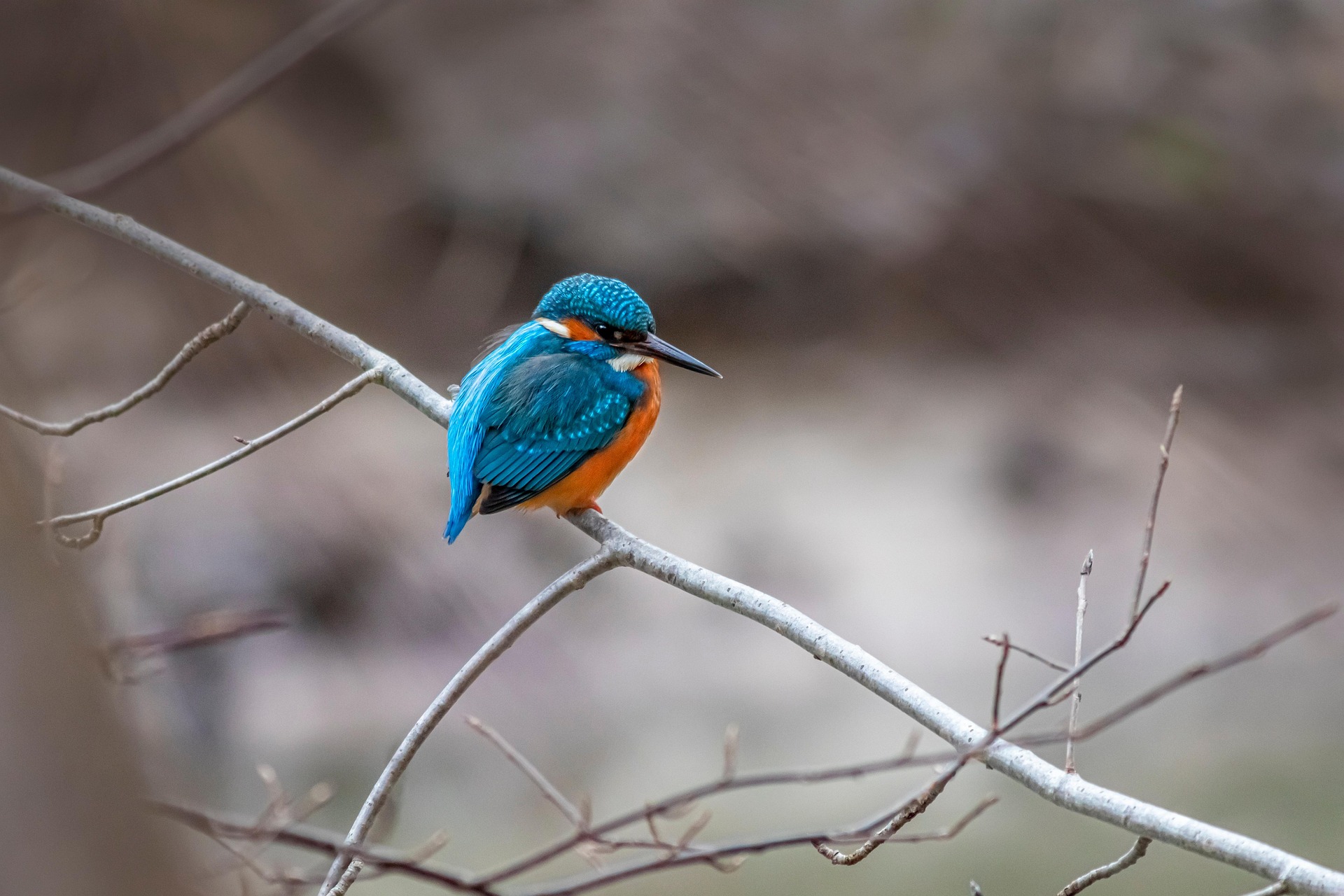 Common kingfisher (Alcedo atthis)