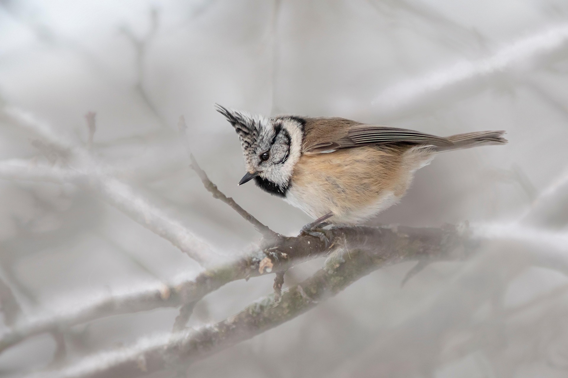 European crested tit (Lophophanes cristatus)