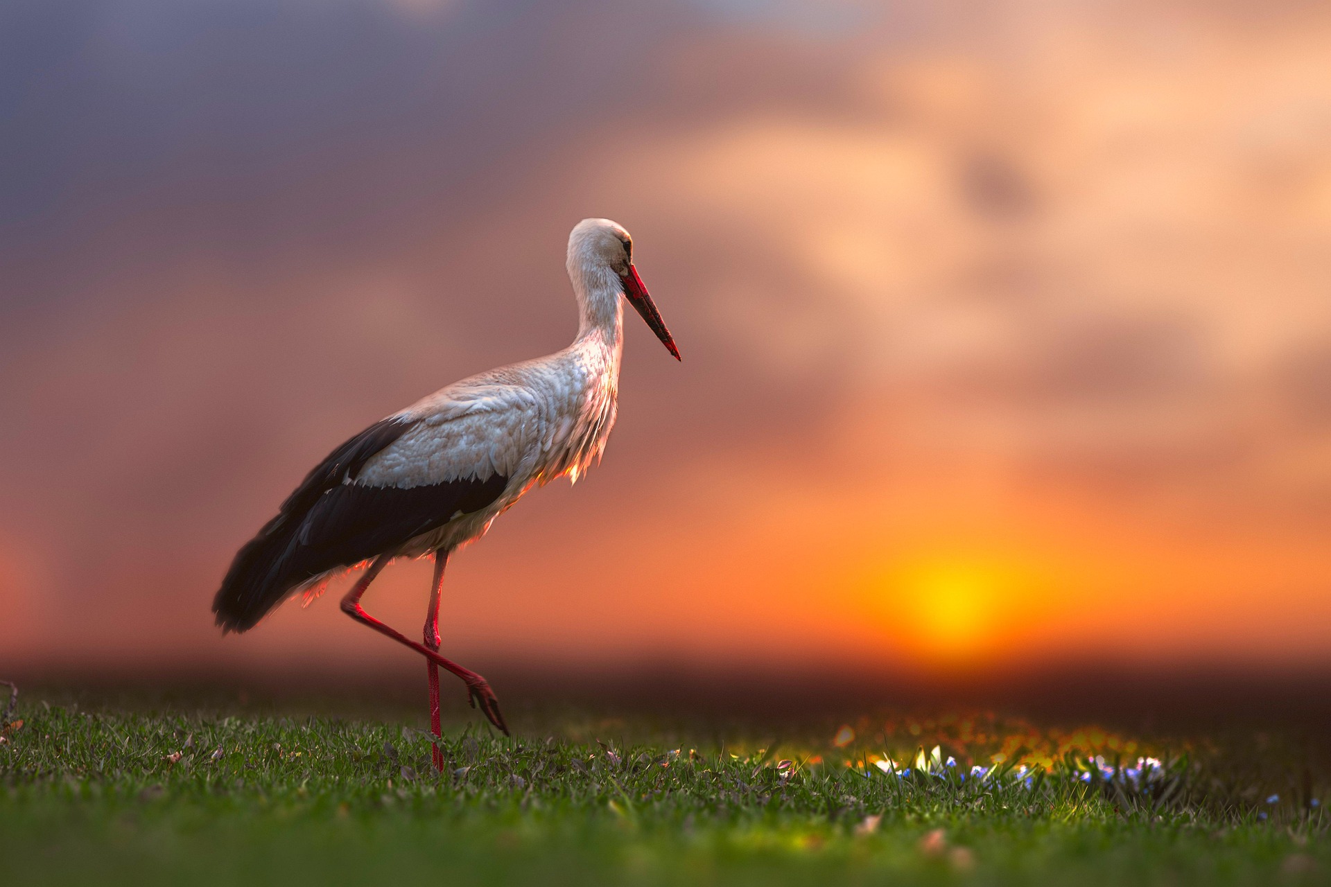 White Stork (Ciconia ciconia)