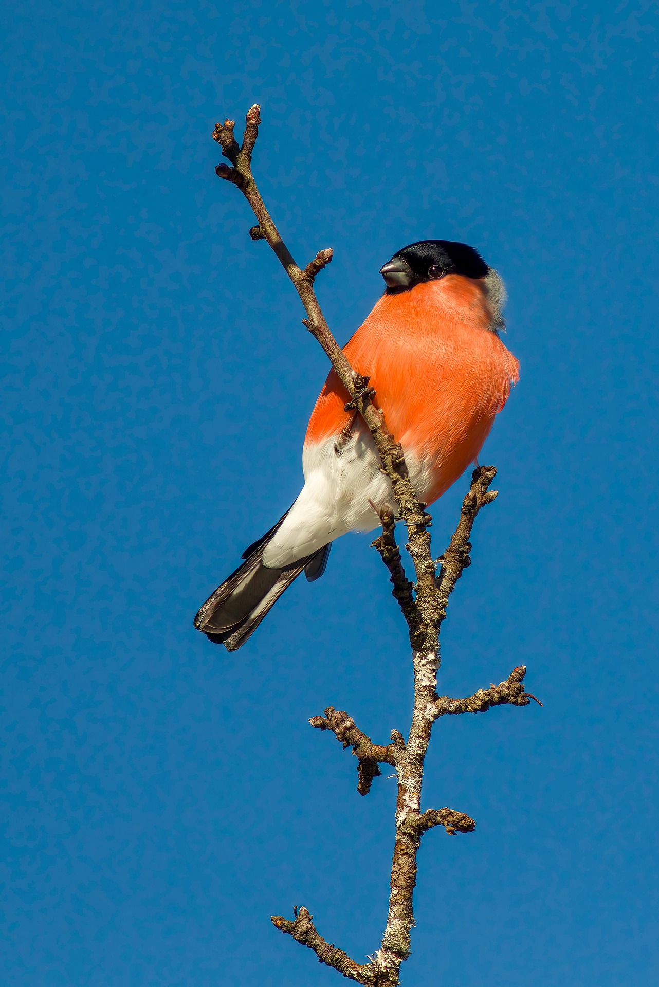 Eurasian bullfinch (Pyrrhula pyrrhula)