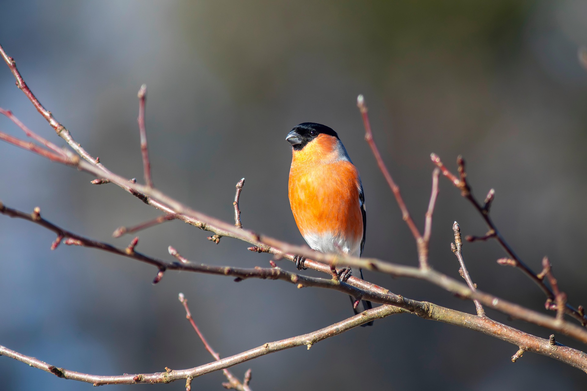 Eurasian bullfinch (Pyrrhula pyrrhula)