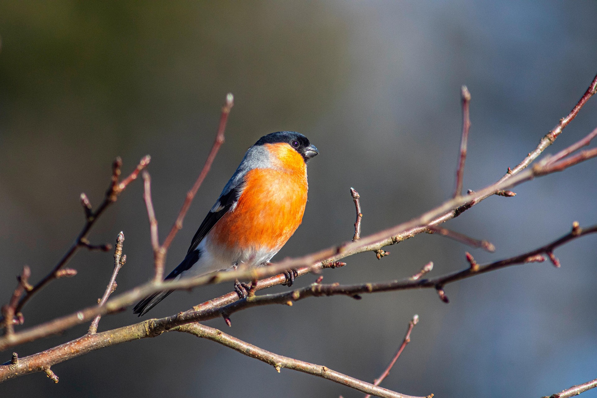 Eurasian bullfinch (Pyrrhula pyrrhula)