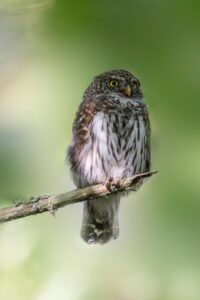 Eurasian pygmy owl (Glaucidium passerinum)