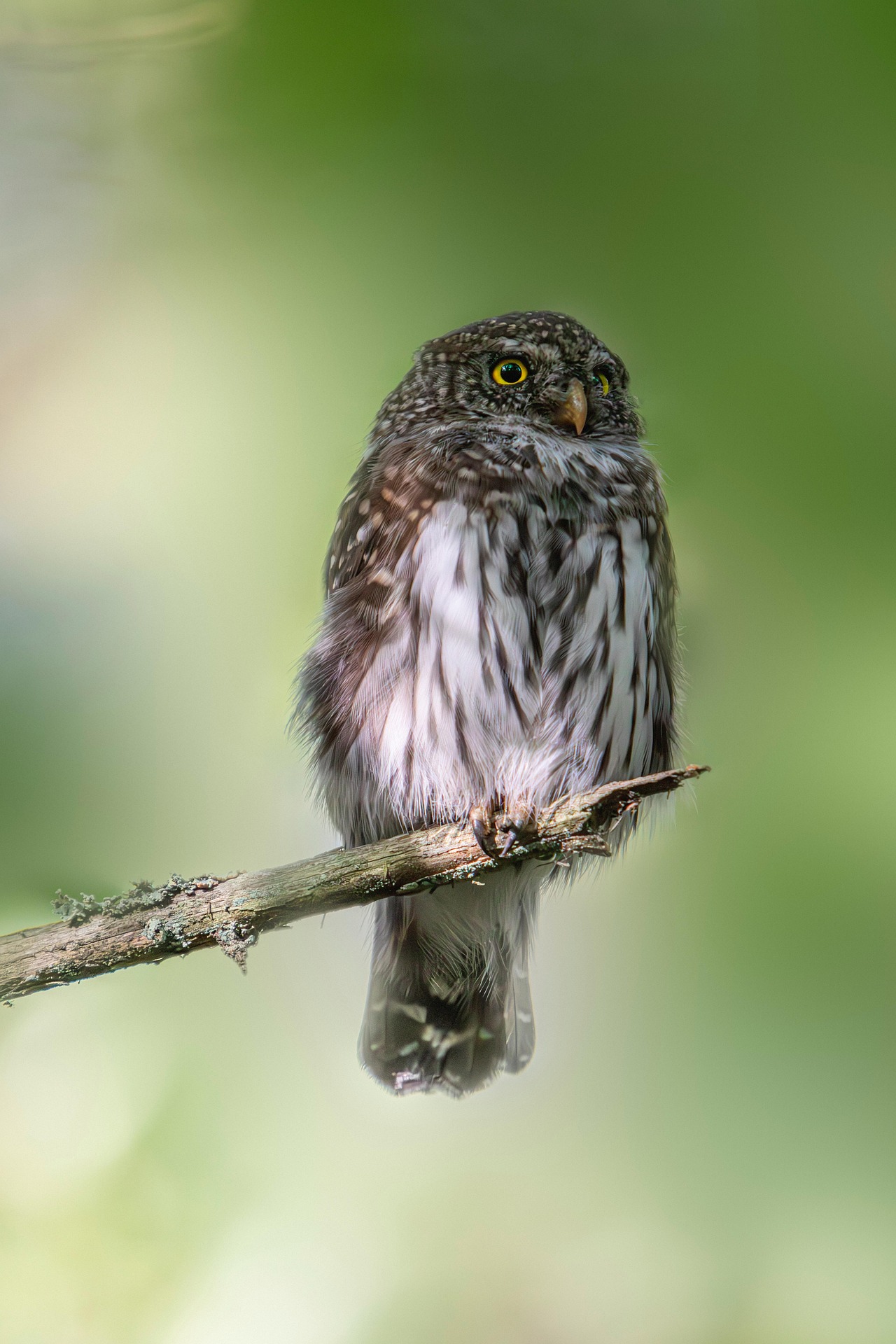 Eurasian pygmy owl (Glaucidium passerinum)