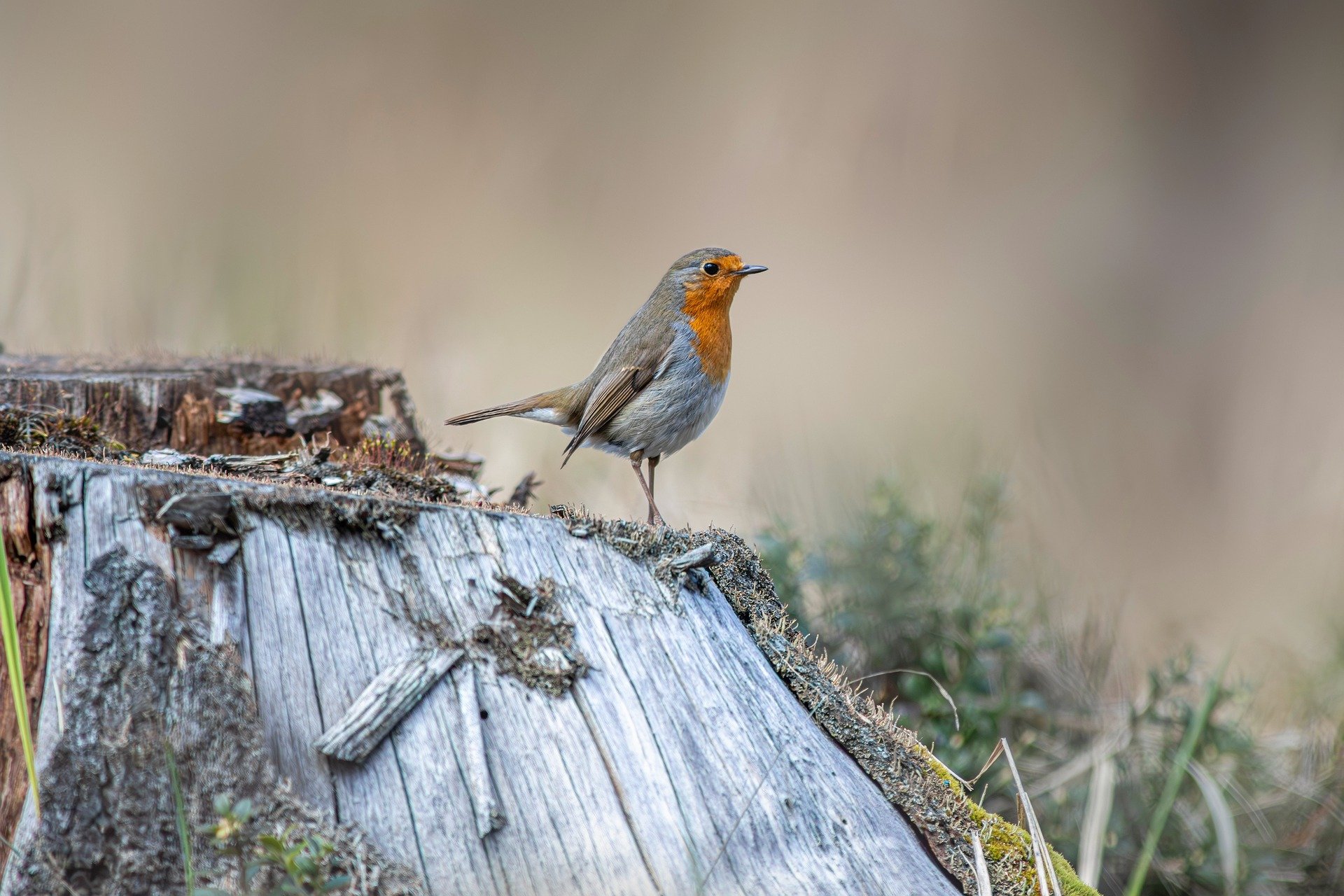 European robin (Erithacus rubecula)