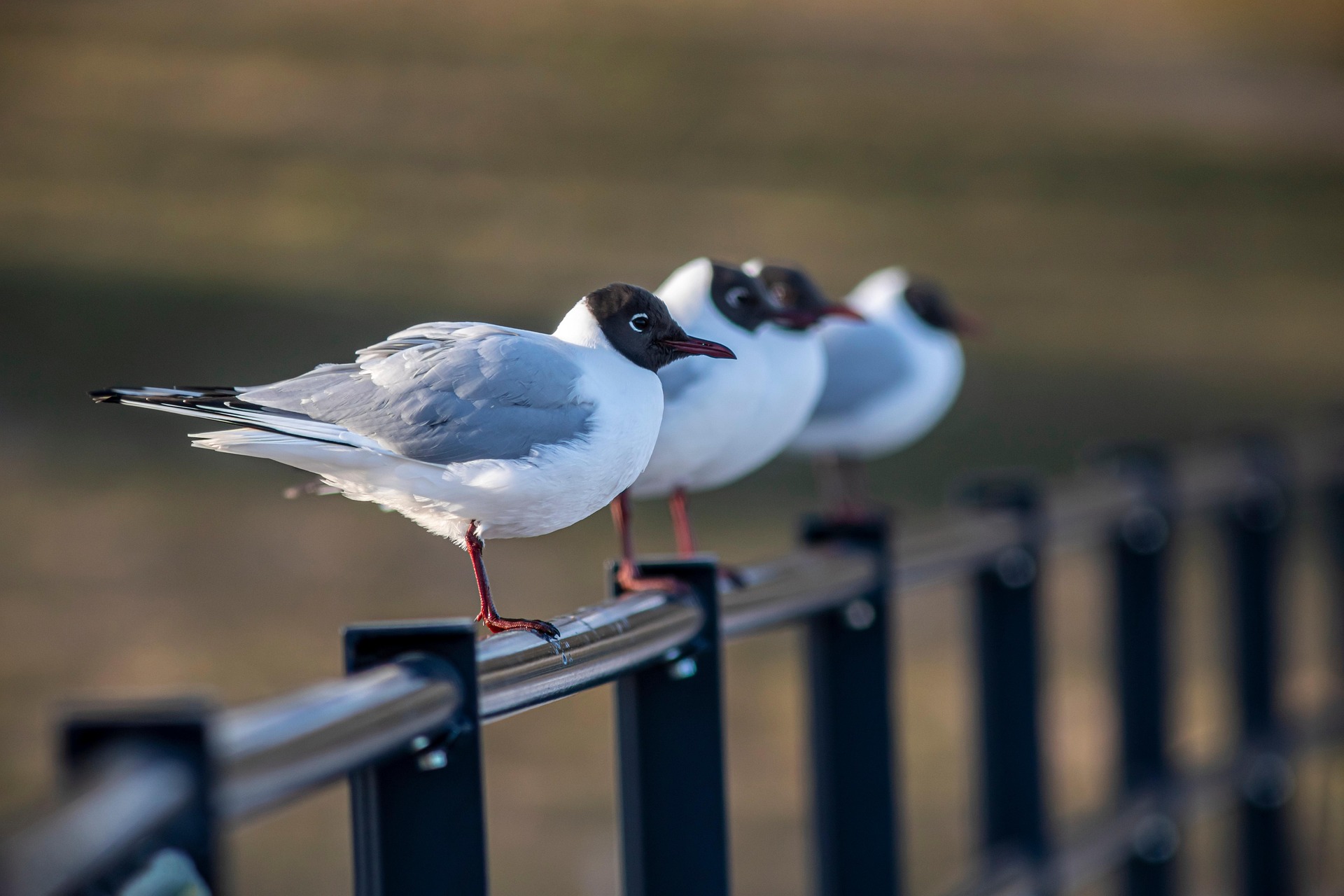 Black-headed gull (Larus ridibundus)