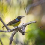 Brown-throated sunbird (Anthreptes malacensis)
