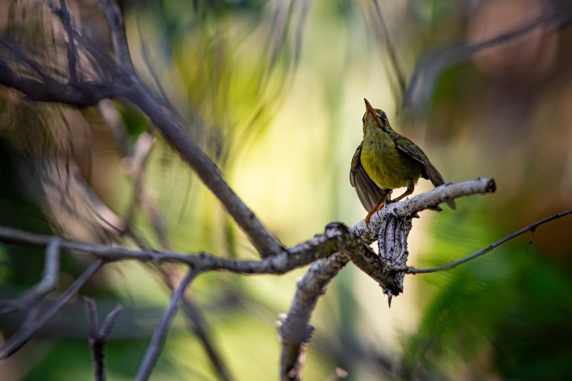 Brown-throated sunbird (Anthreptes malacensis)