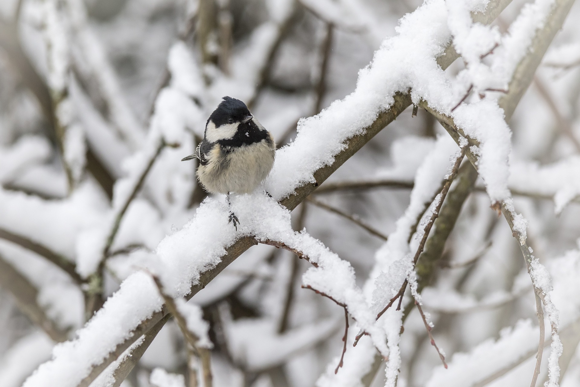 Coal tit (Periparus ater)