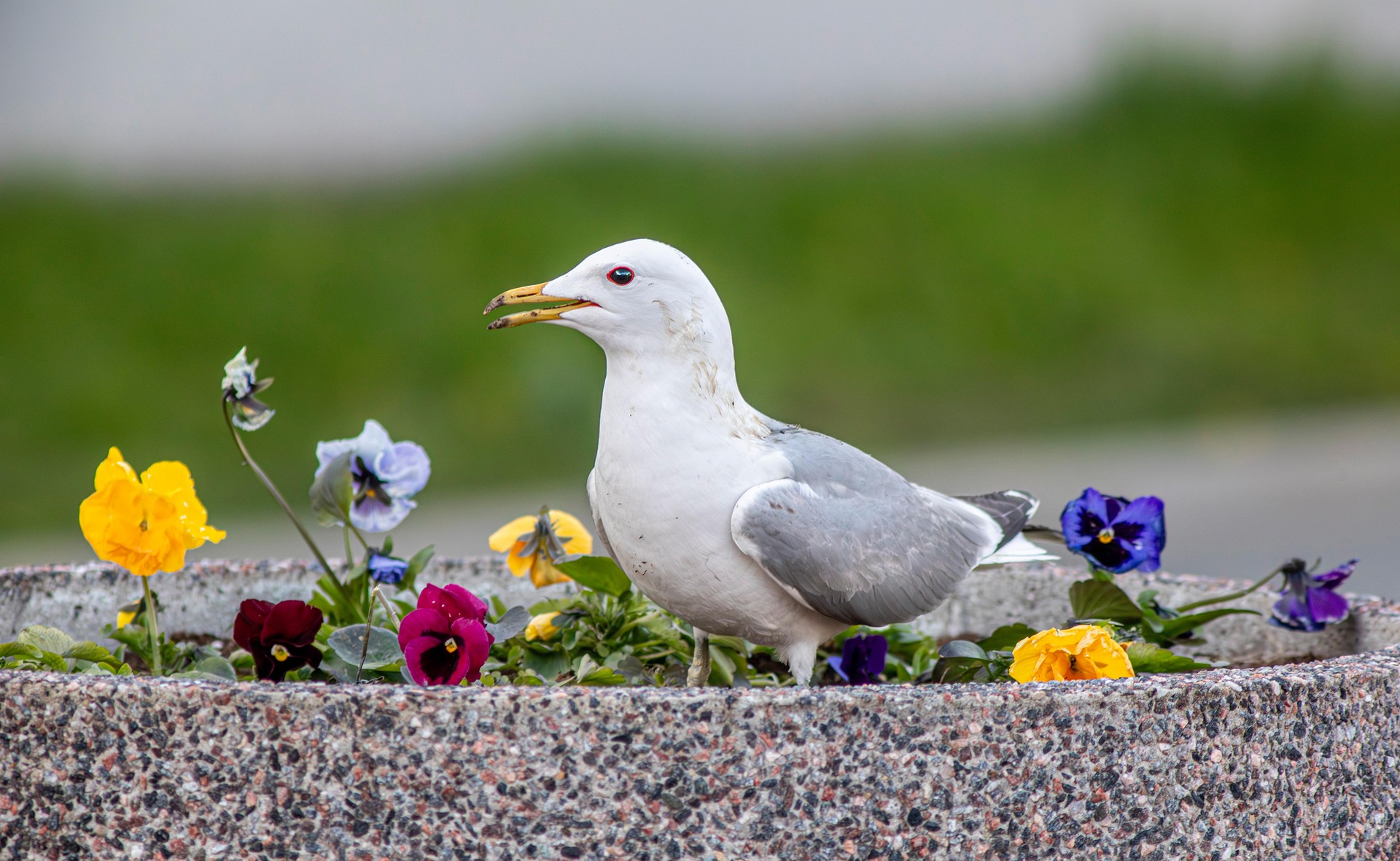 Common Gull (Larus canus)