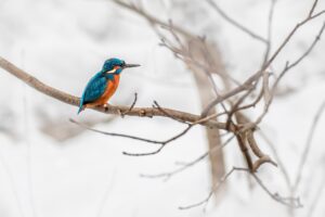 Common kingfisher (Alcedo atthis)