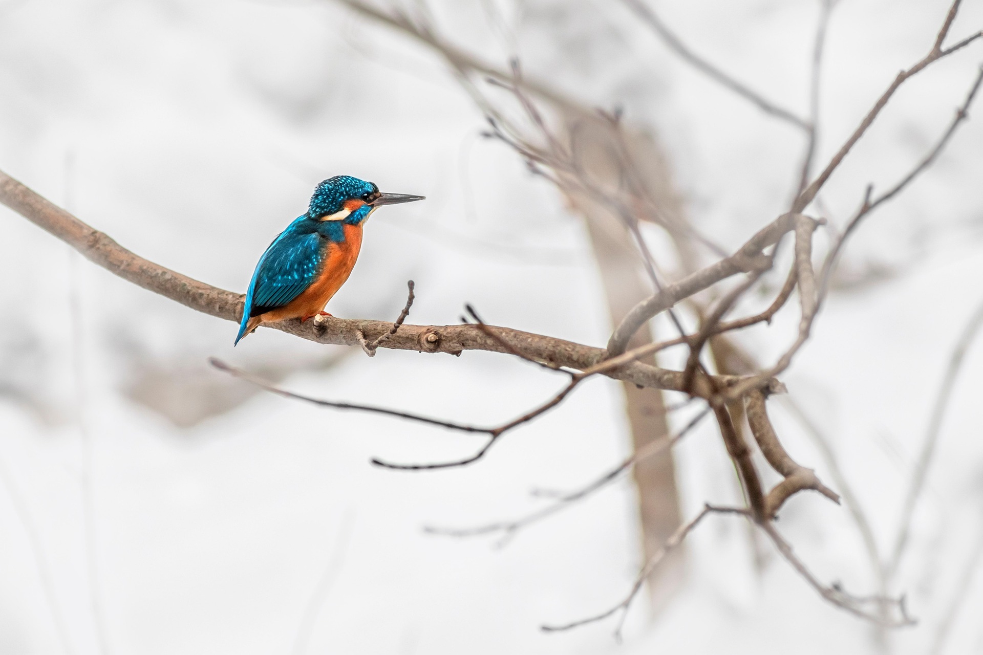 Common kingfisher (Alcedo atthis)