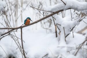 Common kingfisher (Alcedo atthis)