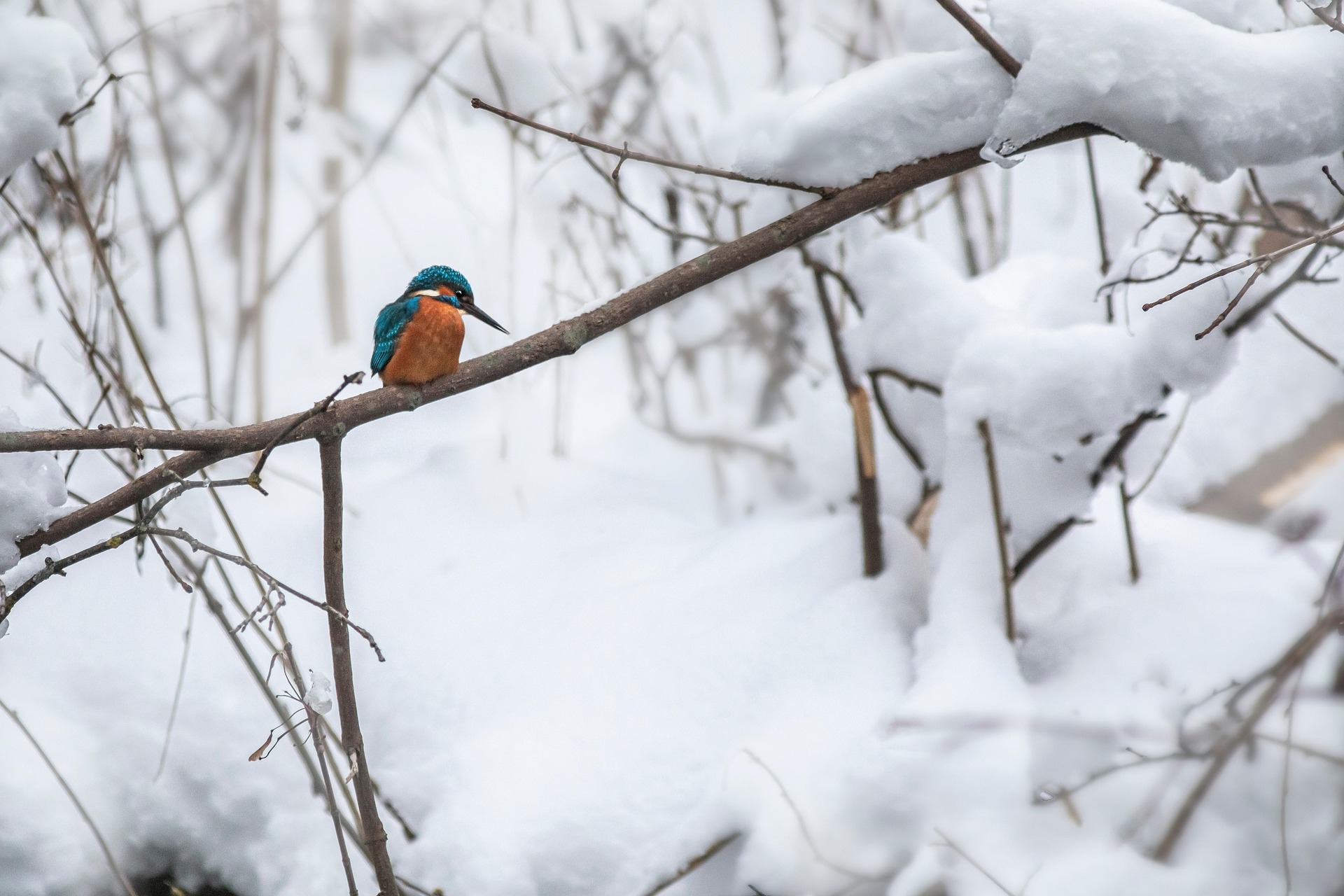 Common kingfisher (Alcedo atthis)