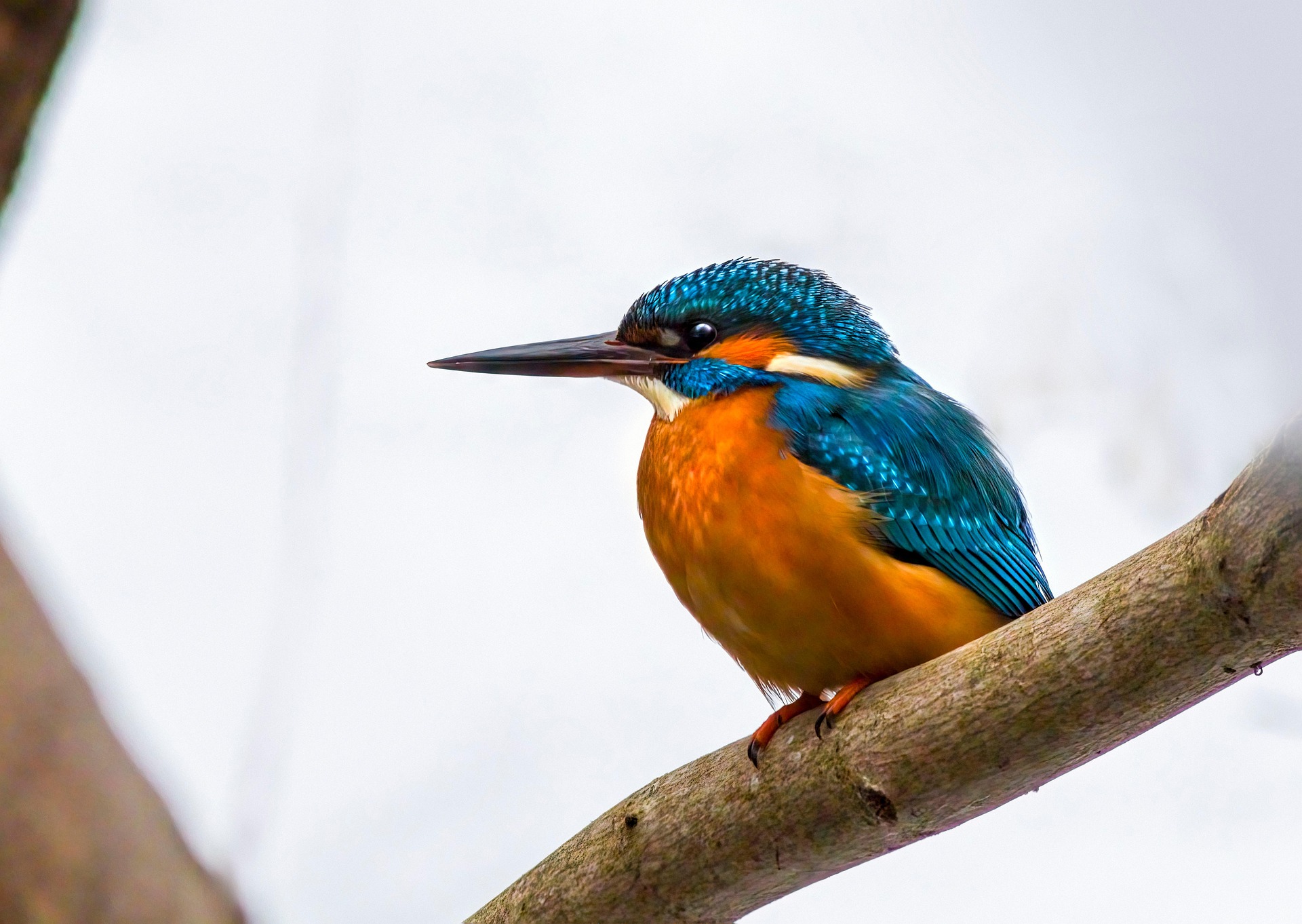 Common kingfisher (Alcedo atthis)