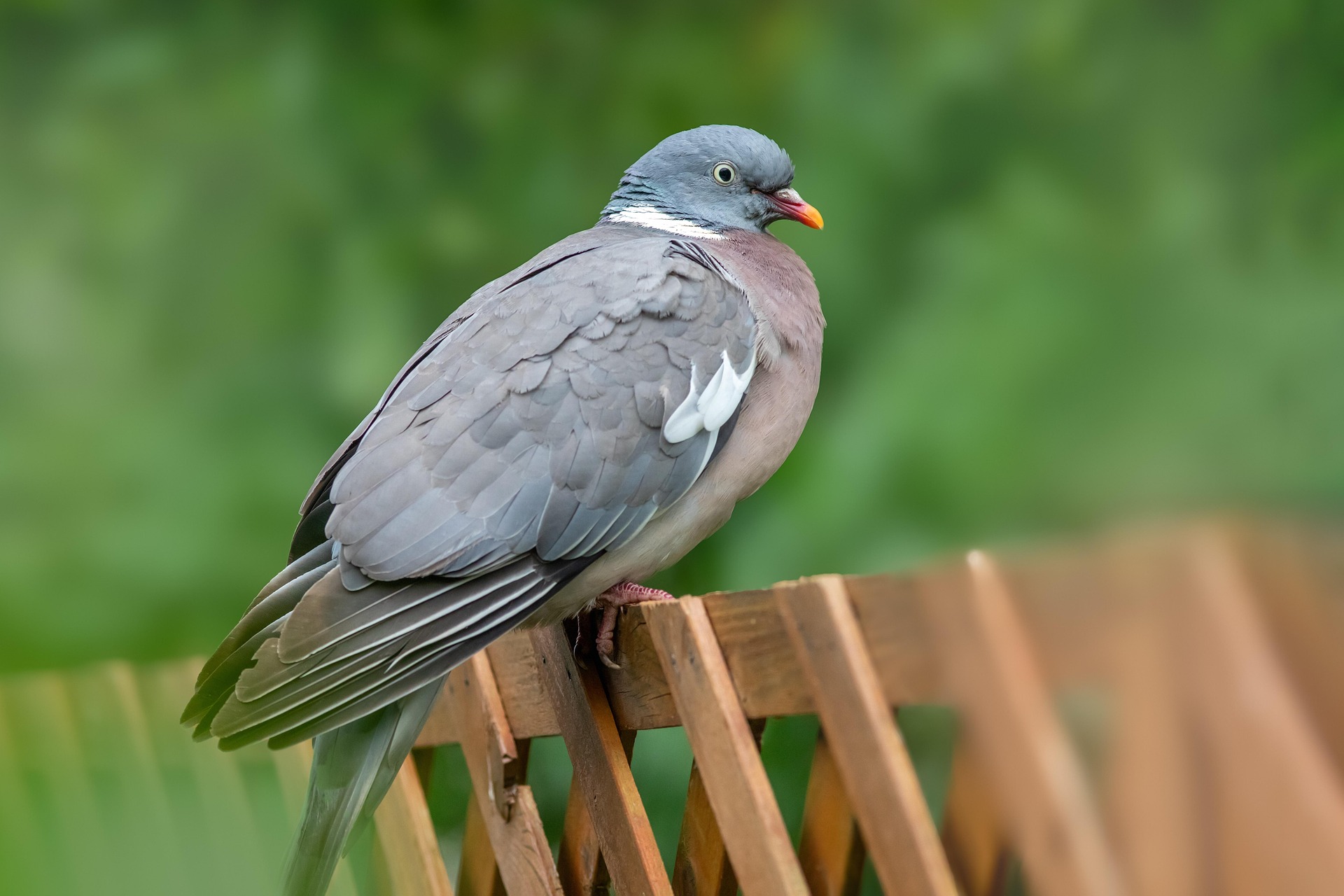 Common wood pigeon (Columba palumbus)