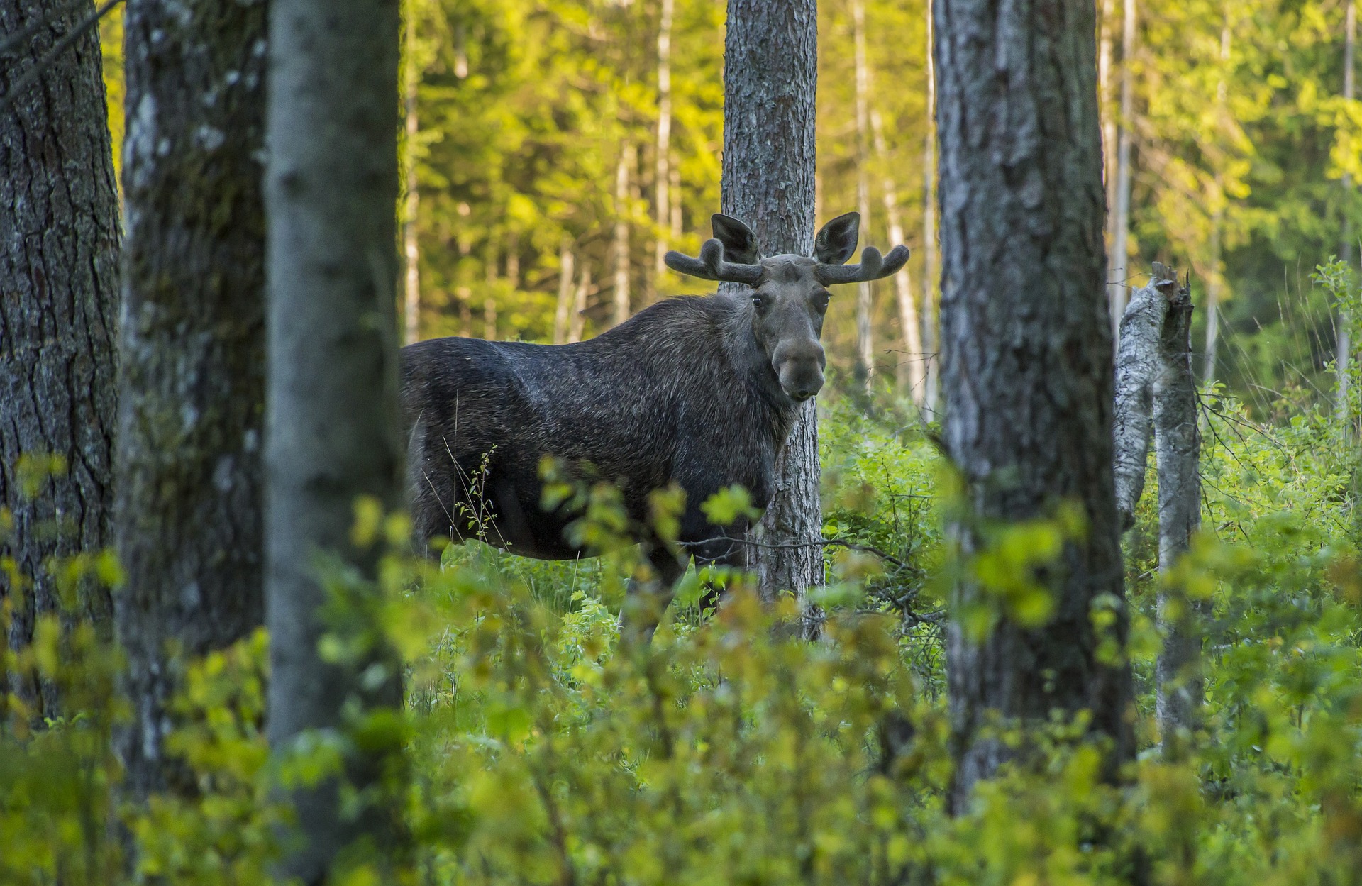 Elk, Moose ( Alces alces )